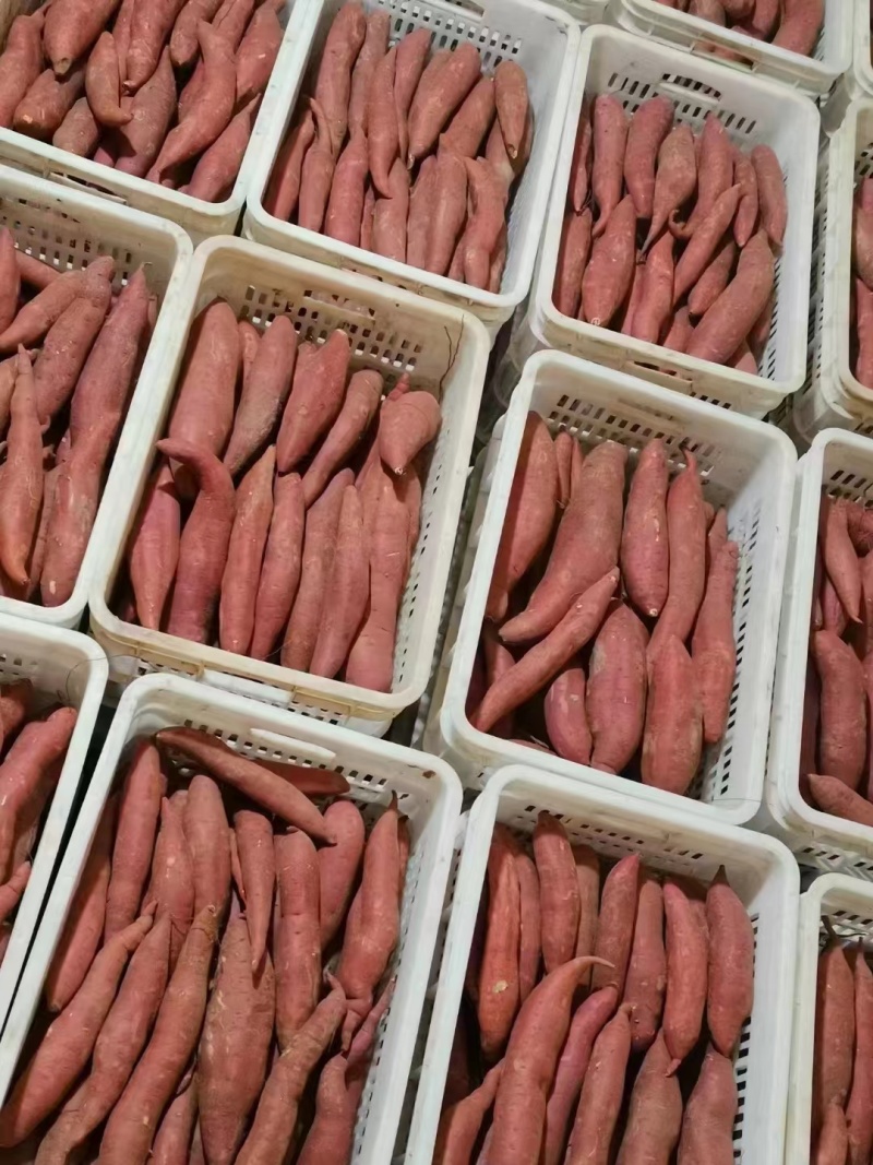 河北饶阳西瓜红蜜薯，产地供应电商超市各大档口市场