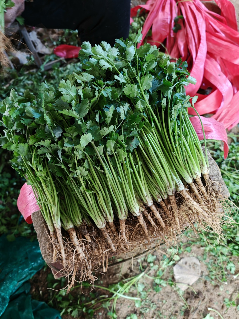 聊城铁杆香菜，天天供应，电商香菜，电商香菜