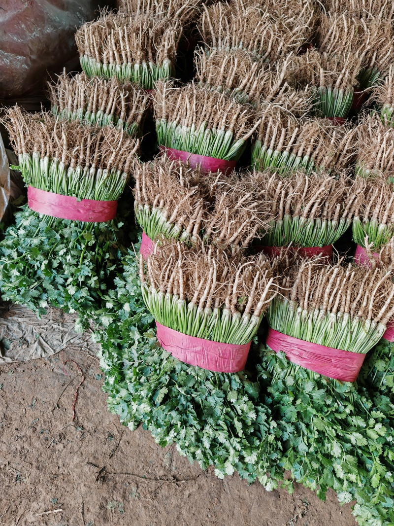 聊城铁杆香菜，天天供应，电商香菜，电商香菜