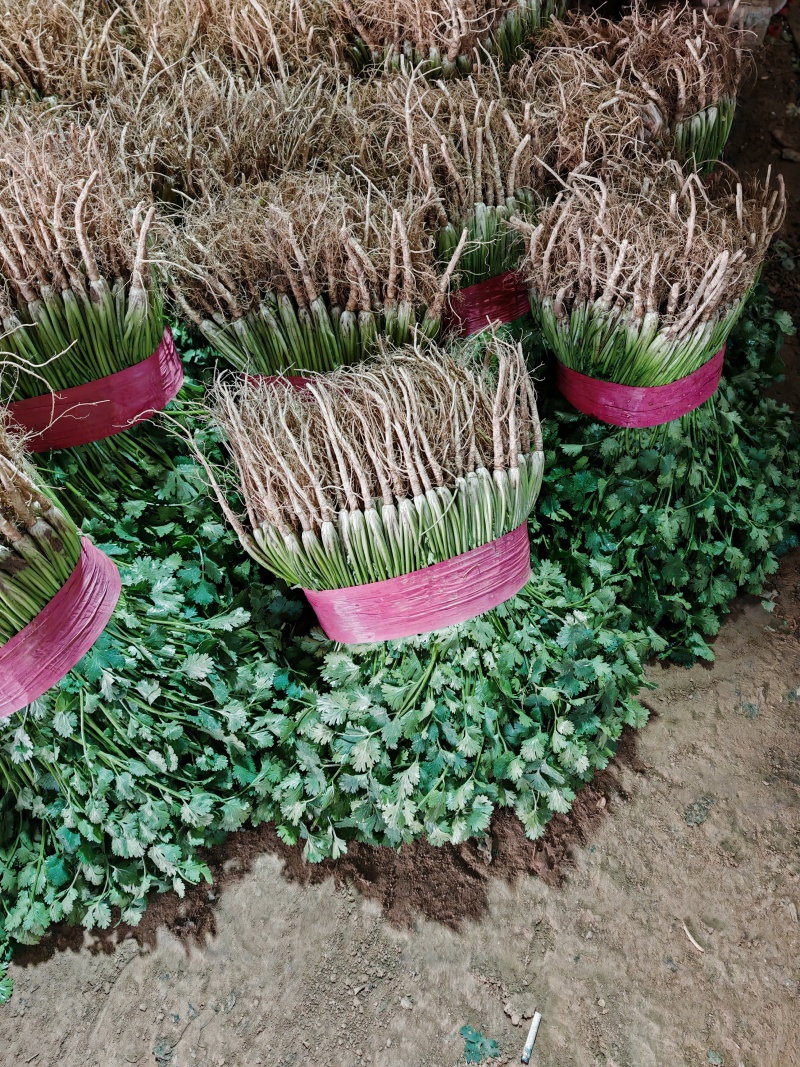 聊城铁杆香菜，天天供应，电商香菜，电商香菜