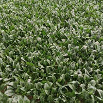 陕西冬季新鲜菠菜