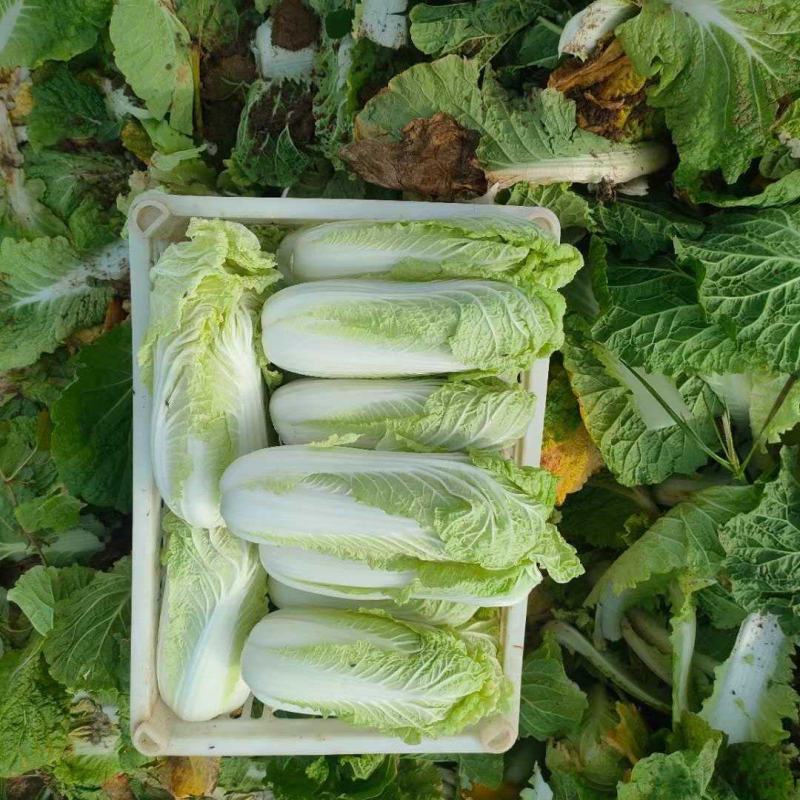精品娃娃菜，无黑点，无虫眼