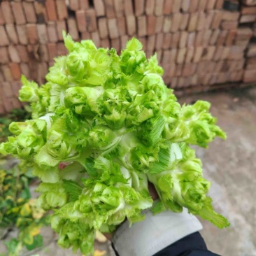 重庆精品儿菜大量上市报儿菜
