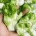 重庆精品儿菜大量上市报儿菜