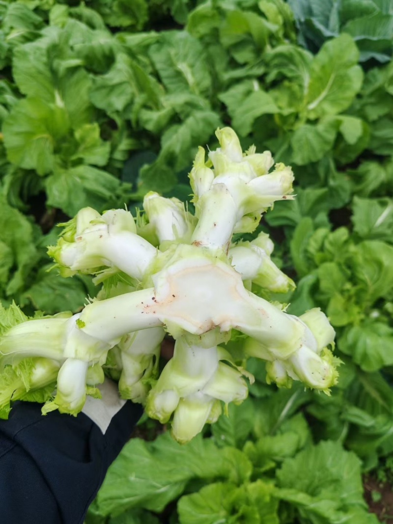 重庆精品儿菜大量上市报儿菜