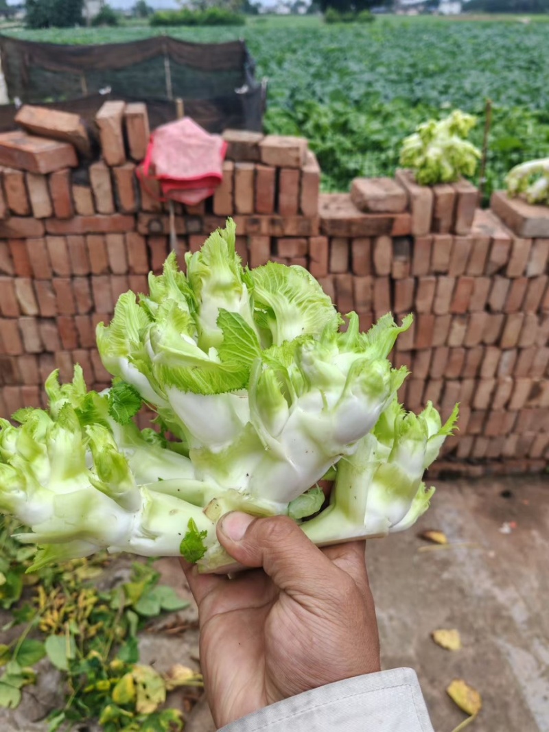重庆精品儿菜大量上市报儿菜