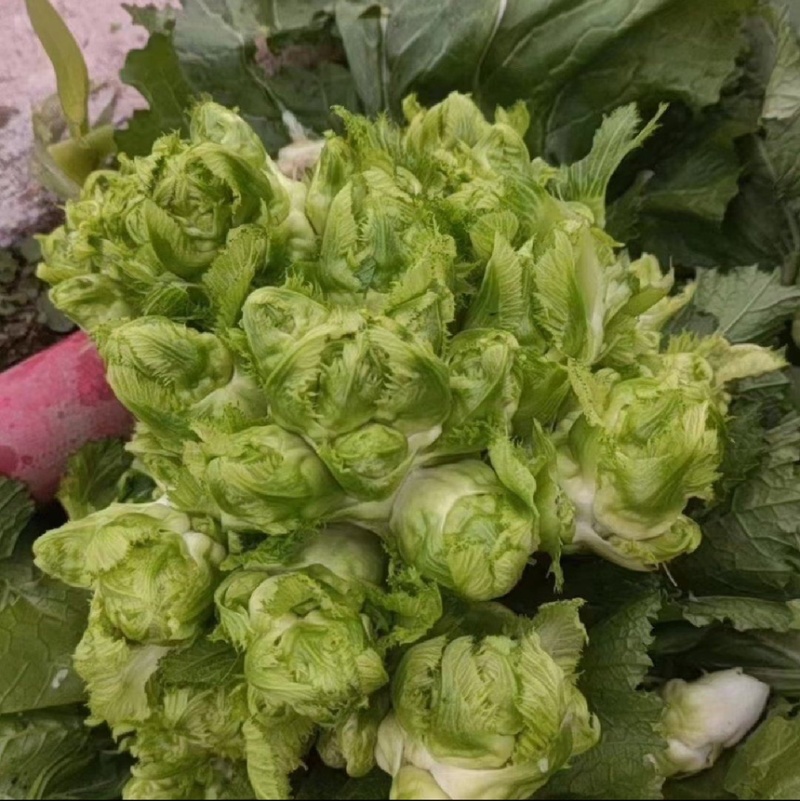 重庆精品儿菜大量上市报儿菜