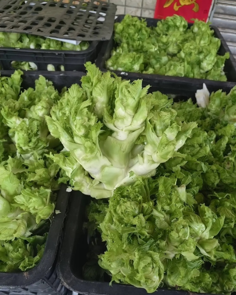 重庆精品儿菜大量上市报儿菜