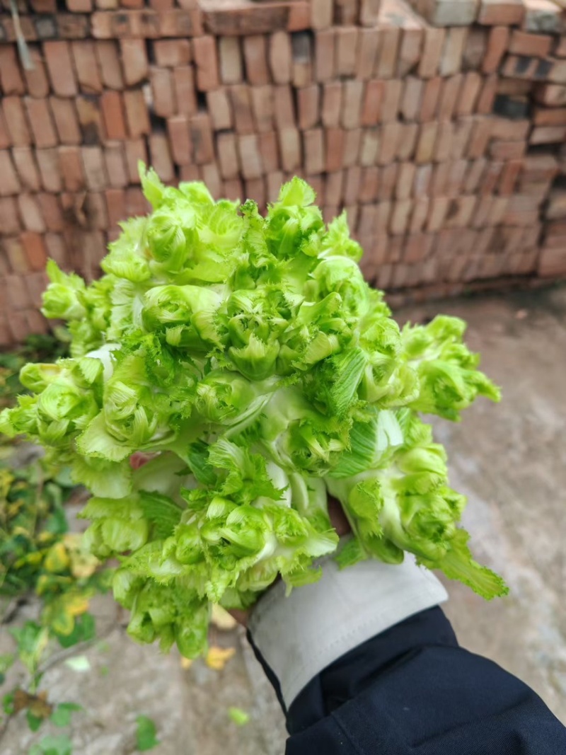 重庆精品儿菜大量上市报儿菜