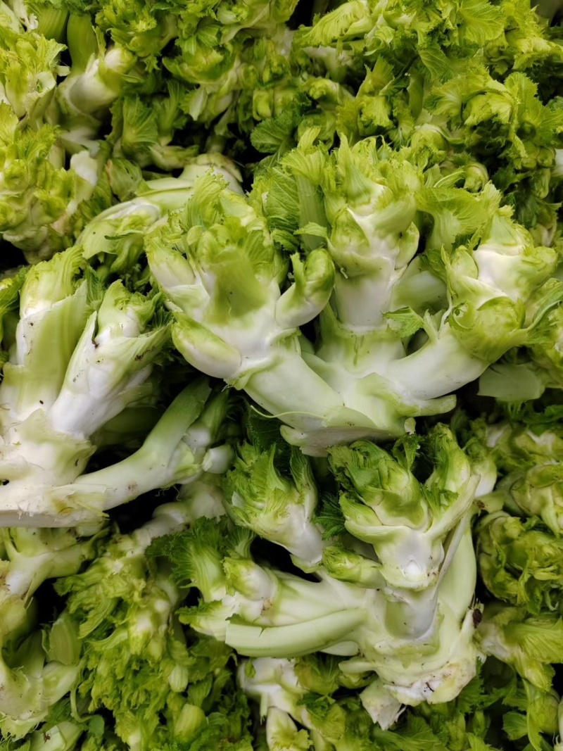 重庆精品儿菜大量上市报儿菜