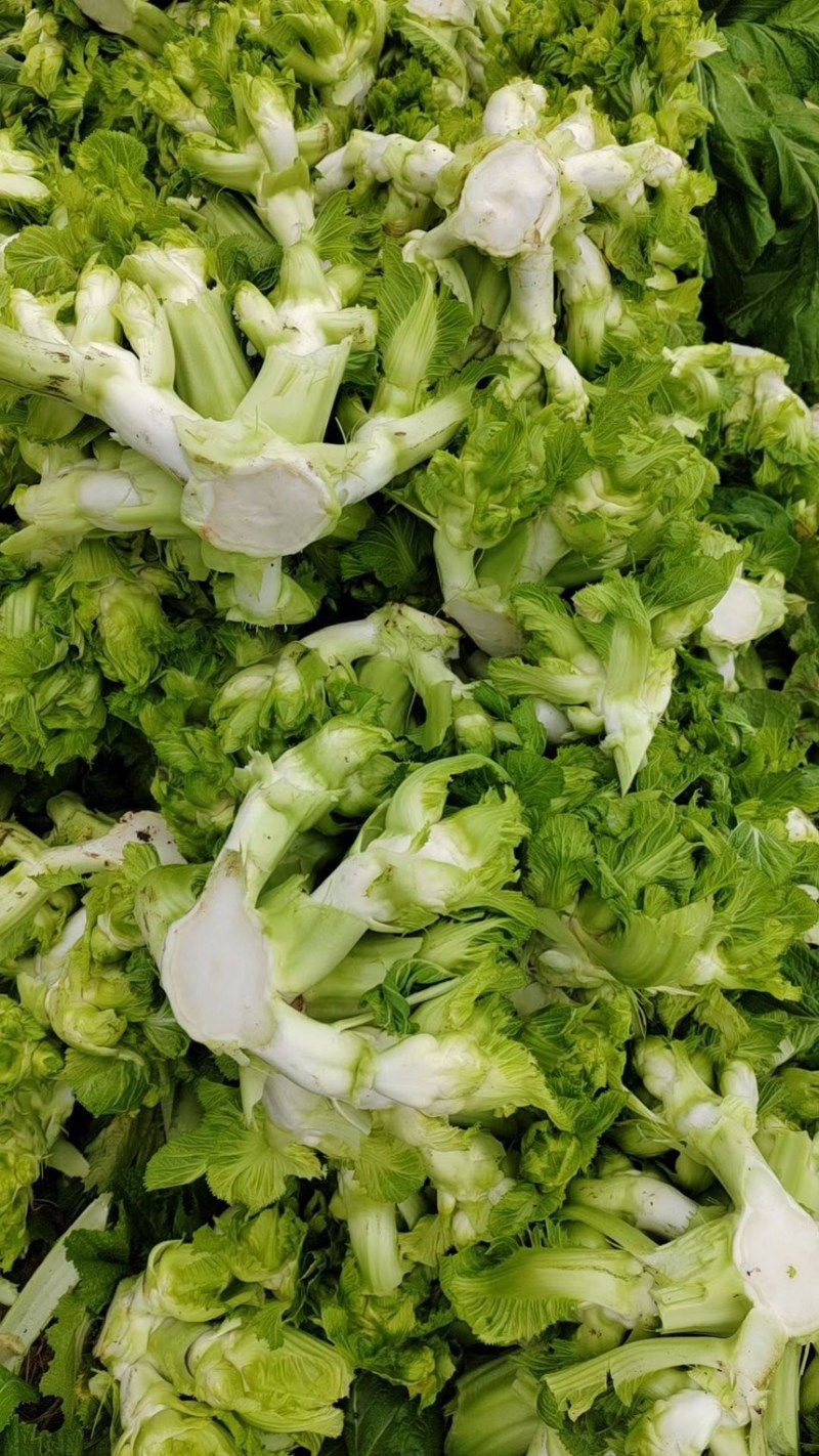 重庆精品儿菜大量上市报儿菜