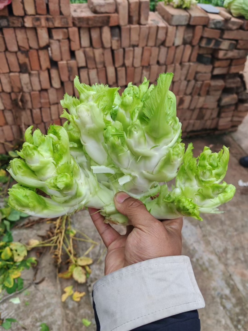重庆精品儿菜大量上市报儿菜
