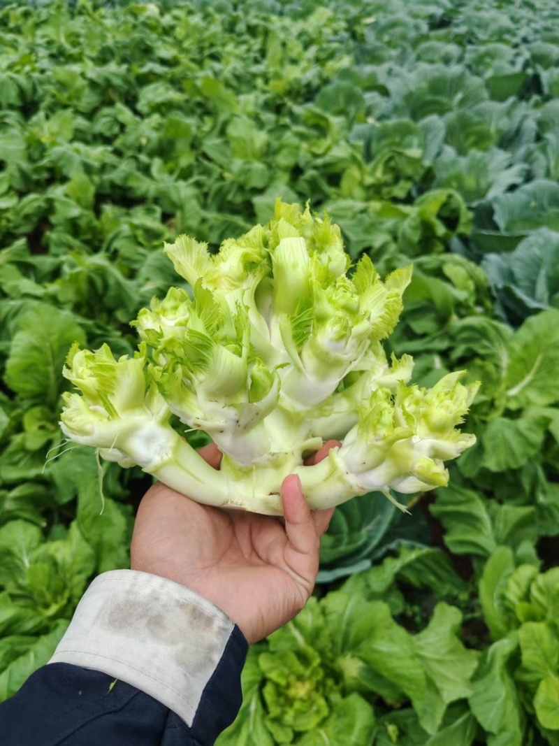 重庆精品儿菜大量上市报儿菜