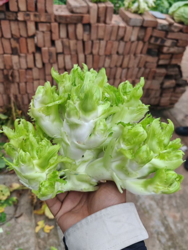 重庆精品儿菜大量上市报儿菜