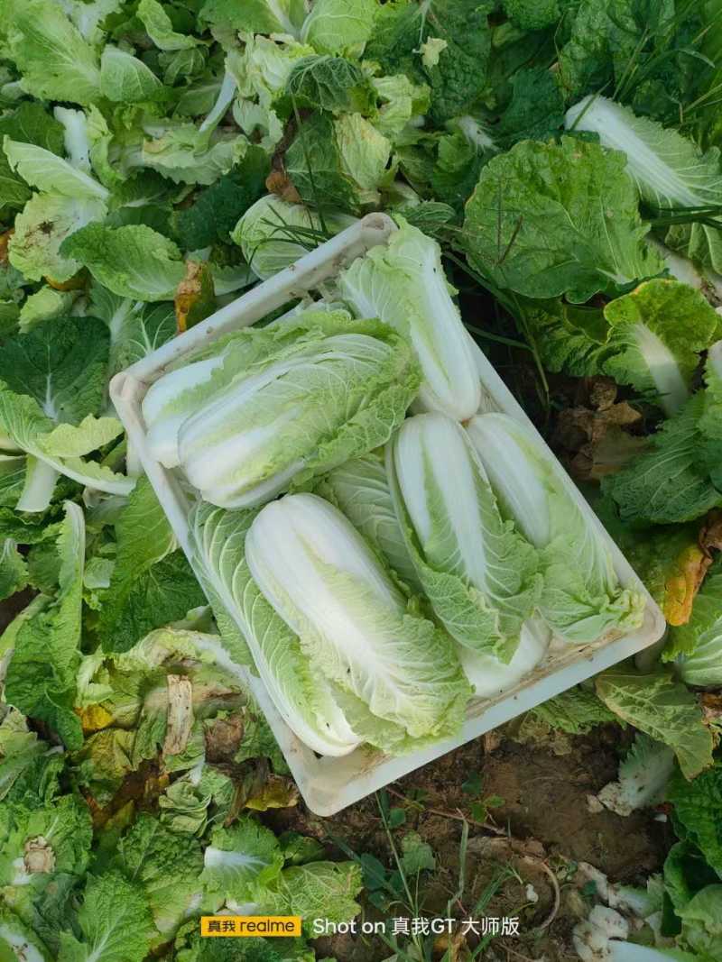 精品娃娃菜，无黑点，无虫眼