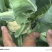 临泉老集花菜即将上市