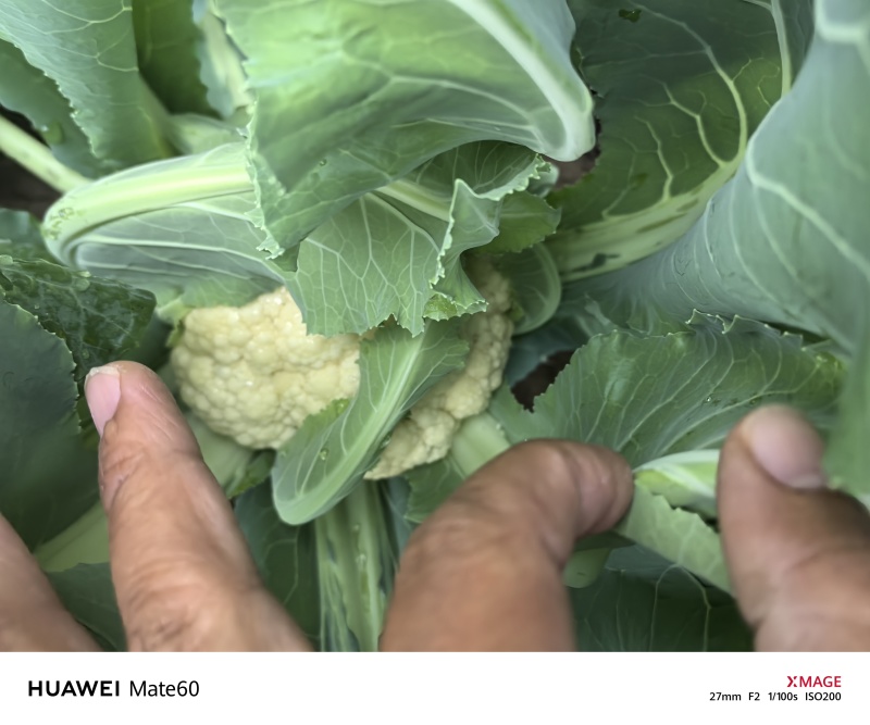 临泉老集花菜即将上市