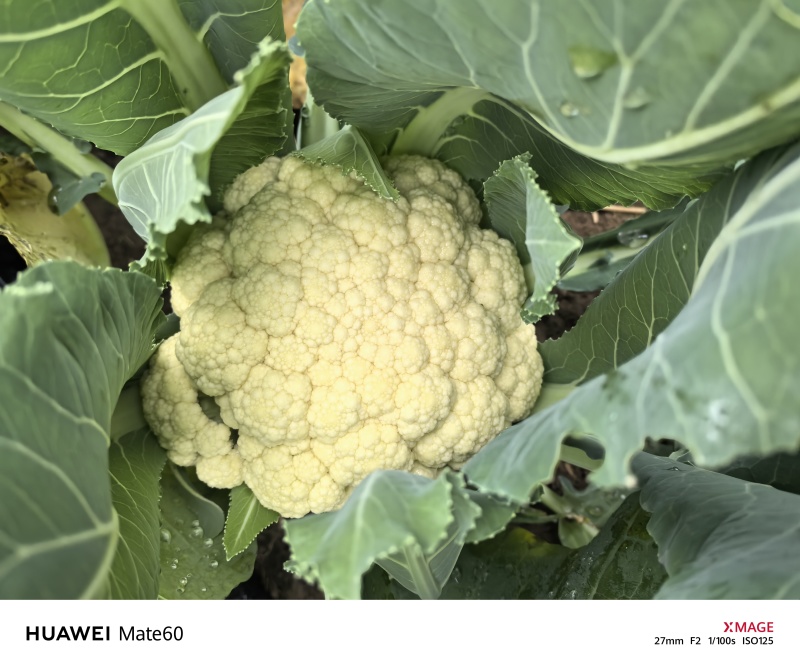 临泉老集花菜即将上市