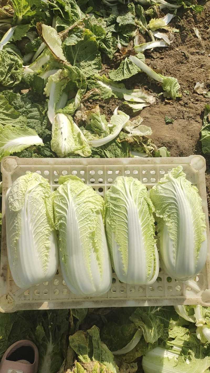 精品娃娃菜，无黑点，无虫眼