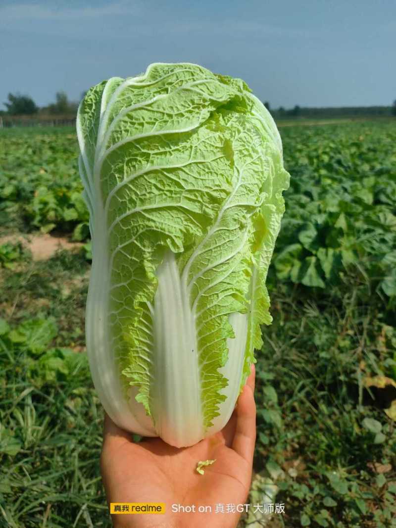 精品娃娃菜，无黑点，无虫眼