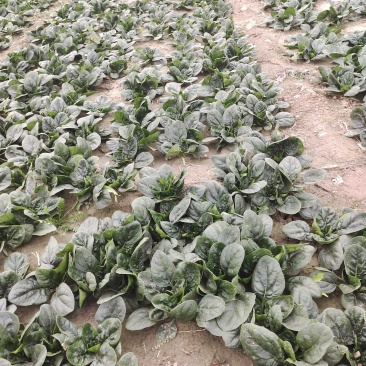 趴地菠菜，无虫眼，无烂叶，