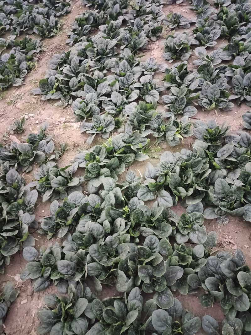 趴地菠菜，无虫眼，无烂叶，