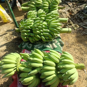 芭蕉