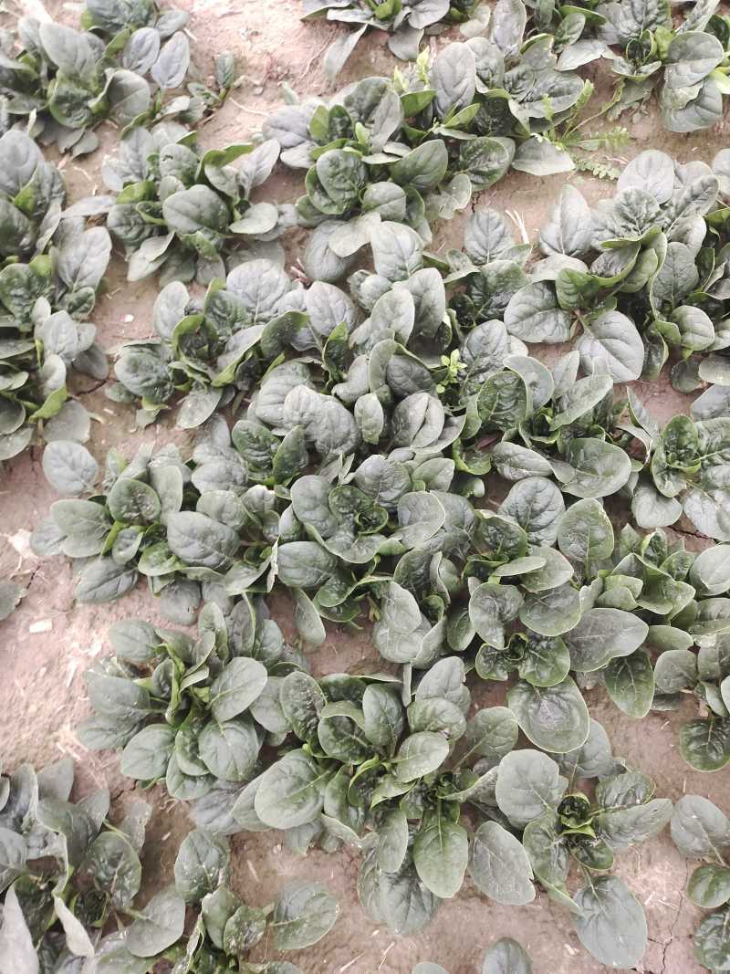 趴地菠菜，无虫眼，无烂叶，