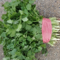 大叶香菜