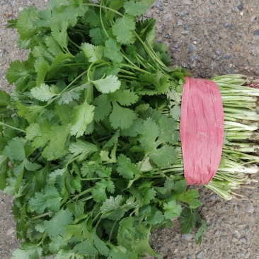 大叶香菜