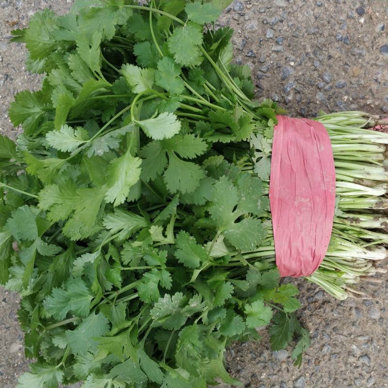 大叶香菜
