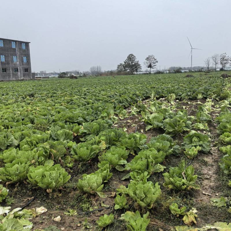 临泉老集大白菜大量上市