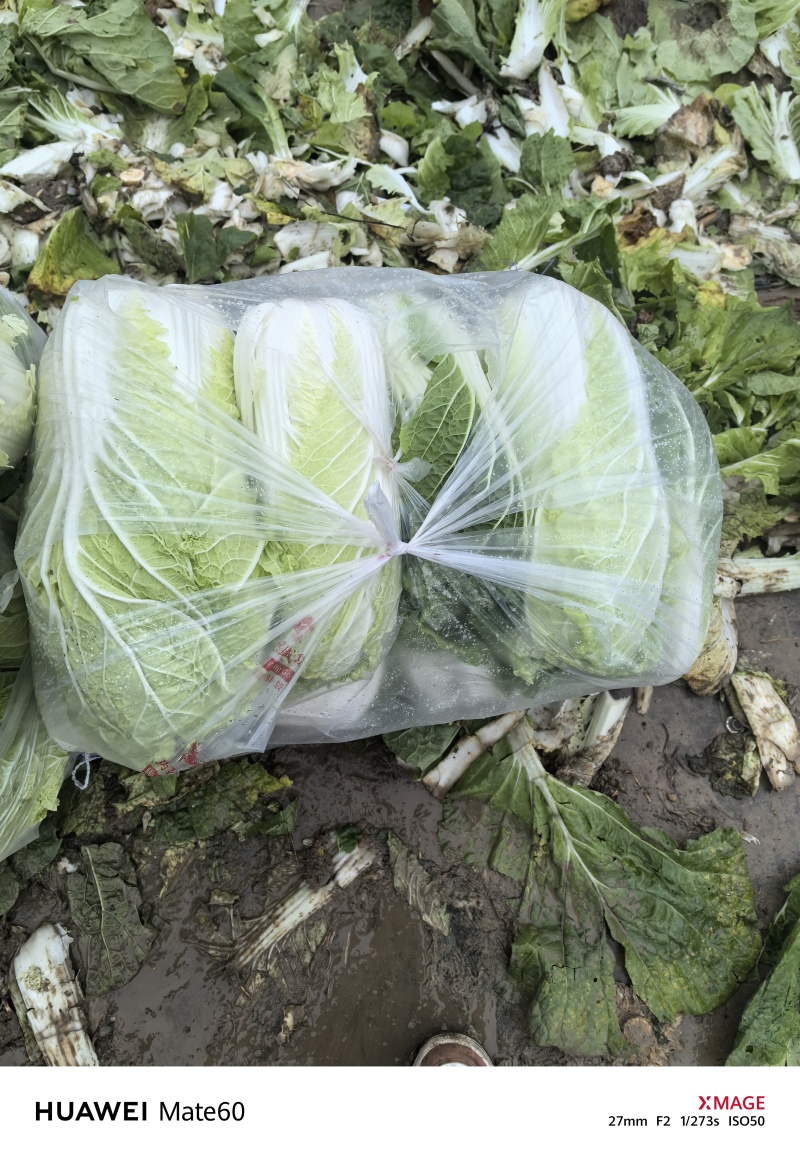 临泉老集大白菜大量上市