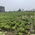 临泉老集大白菜大量上市