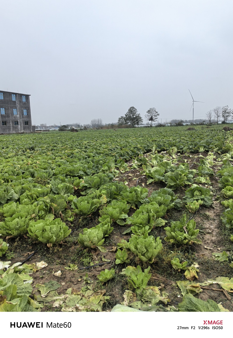 临泉老集大白菜大量上市