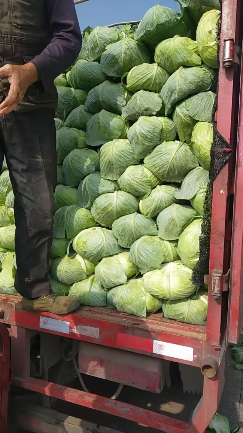 甘蓝，奥齐娜，包菜，大量上市，货源充足稳定！
