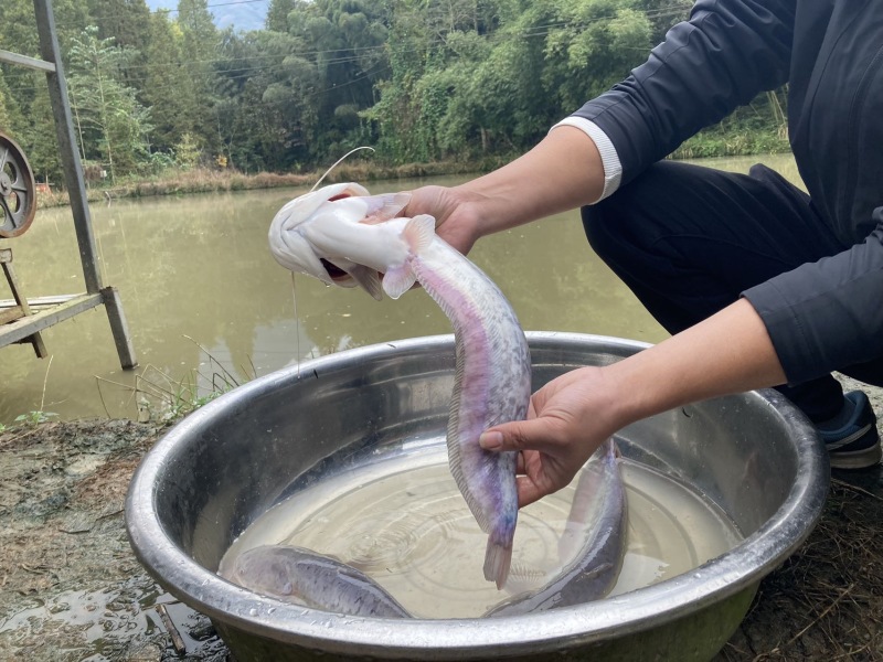 无油生态大口鲶，山泉水鲜饵饲喂，肉质Q弹紧实无土腥