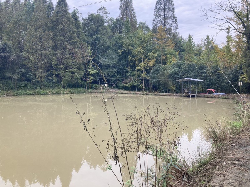 无油生态大口鲶，山泉水鲜饵饲喂，肉质Q弹紧实无土腥