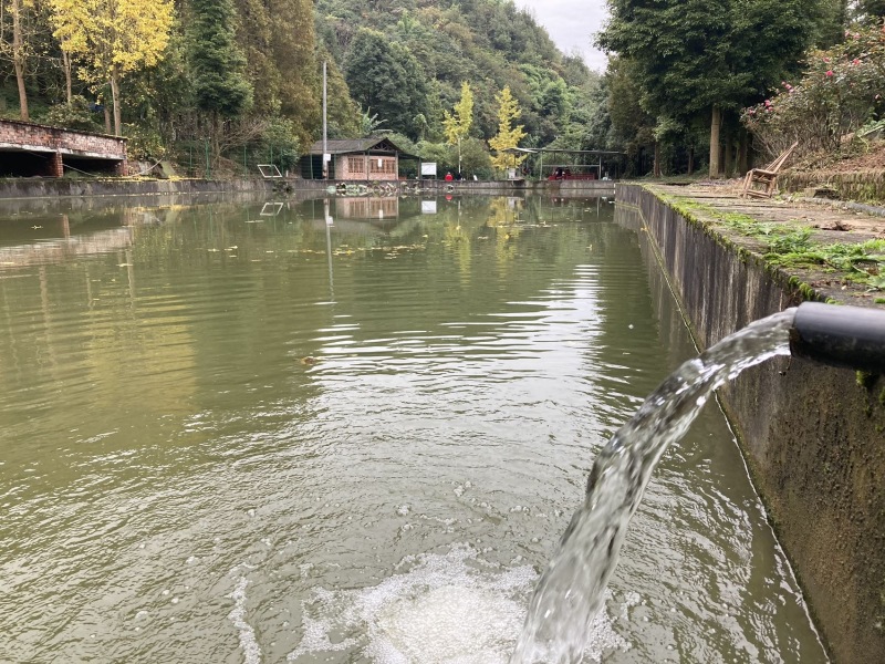 无油生态大口鲶，山泉水鲜饵饲喂，肉质Q弹紧实无土腥