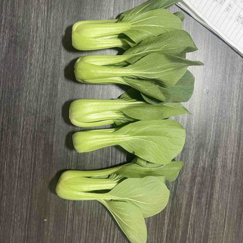 上海青