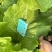 饭包叶白菜叶东北大白菜叶擗帮菜