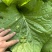 饭包叶白菜叶东北大白菜叶擗帮菜