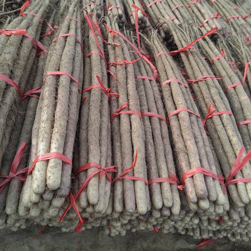 河北红皮铁棍