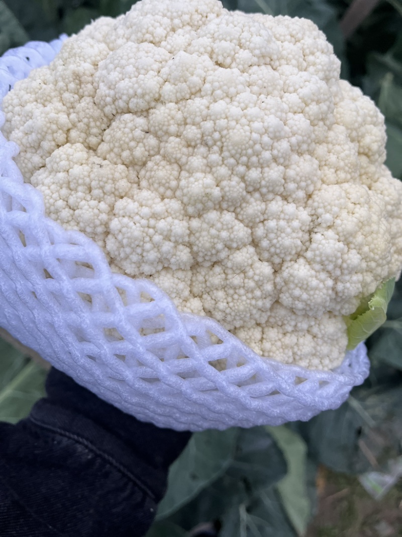 邯郸本地有机菜花，个头均匀，颜色乳白，小米粒，大米粒，