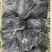 乌鸡，电商货，价格不高9公斤一件，8-12只直腿单支套袋