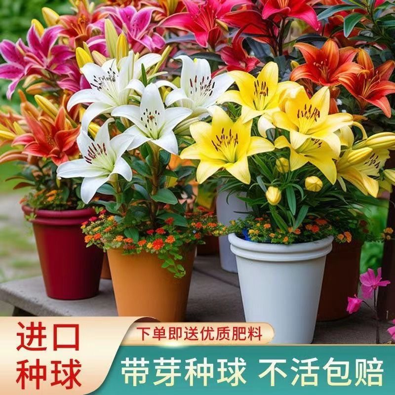 百合种球荷兰进口香水百合带芽发货包品种包颜色包对版