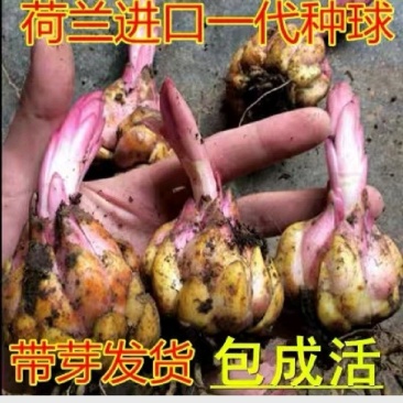 百合种球重瓣荷兰进口浓香型包成活包对版家庭园艺花卉精选