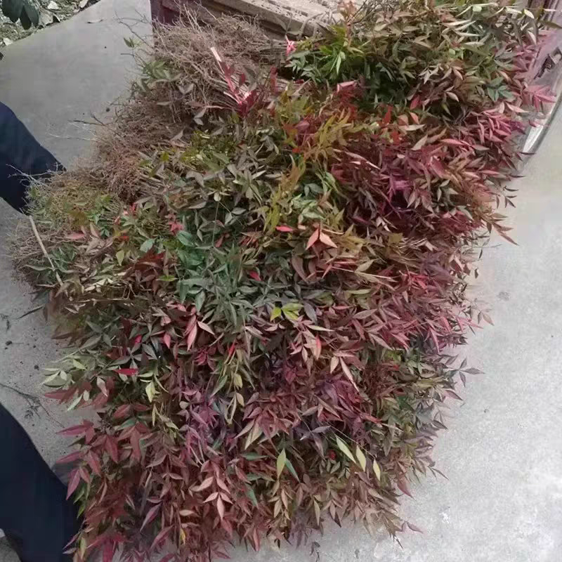 南天竹苗高度30-50公包邮价格0.65元一颗量大优惠！