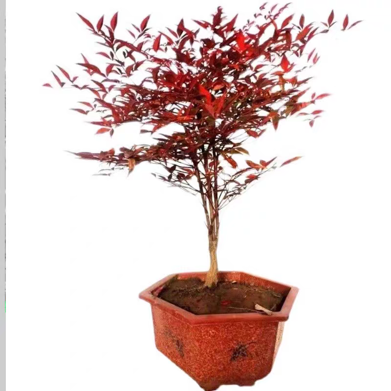 南天竹苗高度30-50公包邮价格0.65元一颗量大优惠！