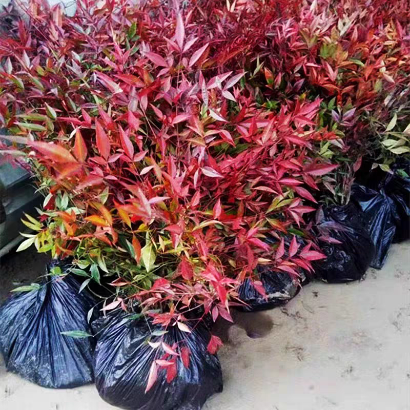 南天竹苗高度30-50公包邮价格0.65元一颗量大优惠！